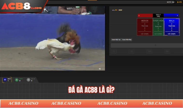 Đá gà ACB8 là gì?